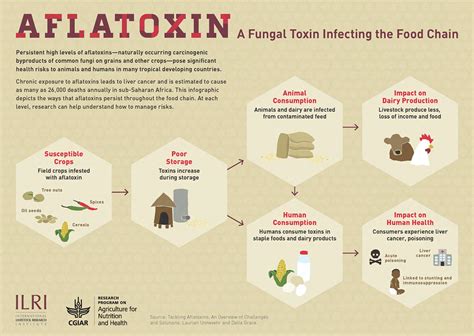 aflatoxin symptoms in humans