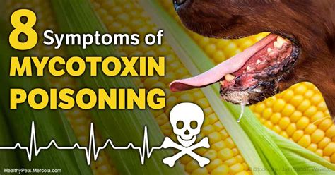 aflatoxin toxicity symptoms