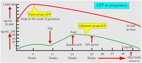 Understanding the AFP Test in Pregnancy: What You Need to Know