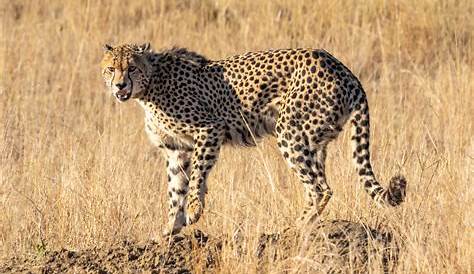 Fauna da África do Sul, conheça alguns animais espetaculares