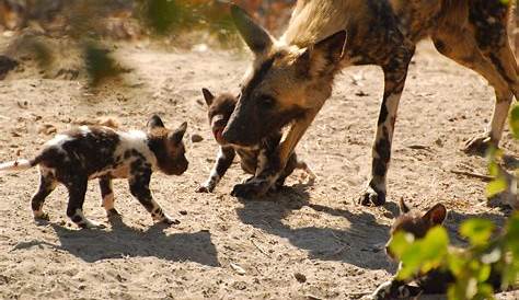 There are around 5,000 wild dogs left in Africa due to hunting and