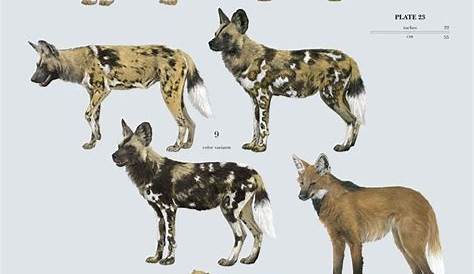 Canids: https://www.lynxeds.com/product/handbook-of-the-mammals-of-the