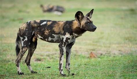 African Wild Dog Facts | African wild dog, Wild dogs, Dogs