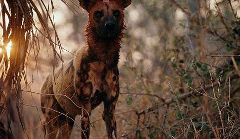 The African Wild Dog | Few Facts & Photos | The Wildlife