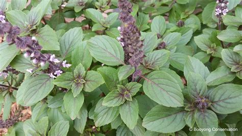 african blue basil