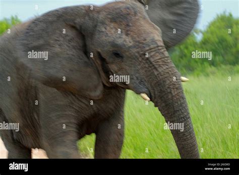 African Elephant Attack