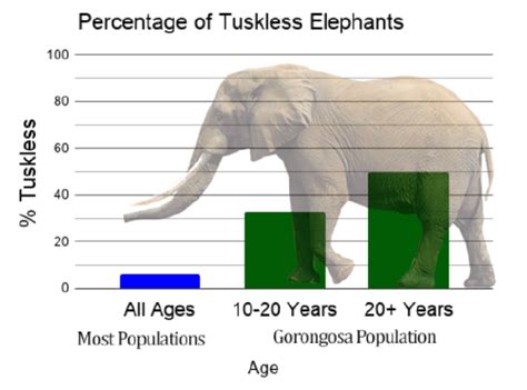 african elephant population over time