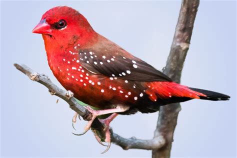 Birds of The World African Finches (Estrildidae)