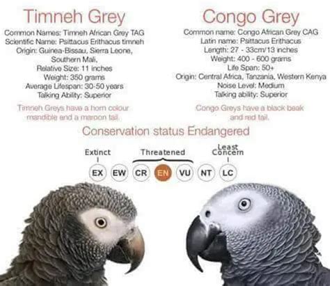 african grey parrot congo vs timneh