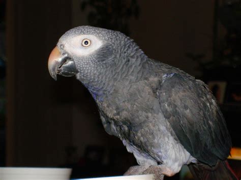 african grey parrot timneh