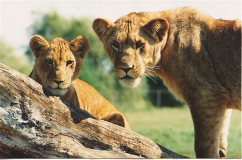 african lion safari website