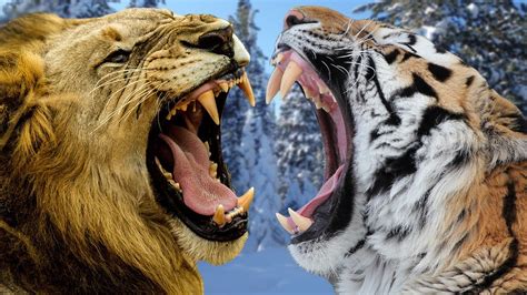african lion vs siberian tiger