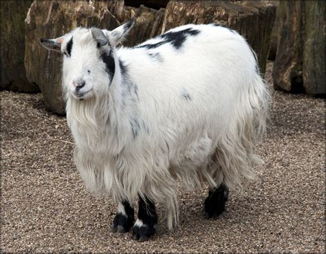 african pygmy goat size