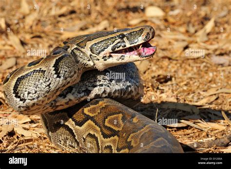 African Rock Python