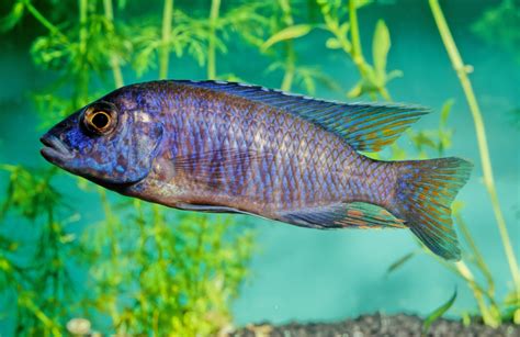 african sicklet fish