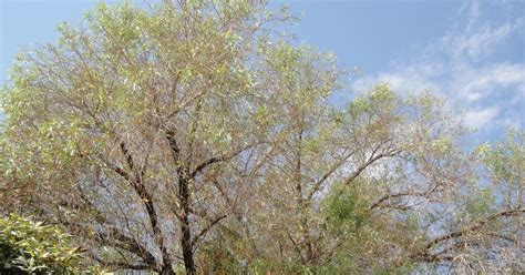 African Sumac Dropping Leaves