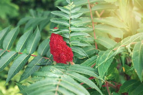 African Sumac Tree Berries