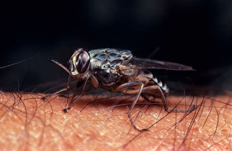 african tsetse fly disease