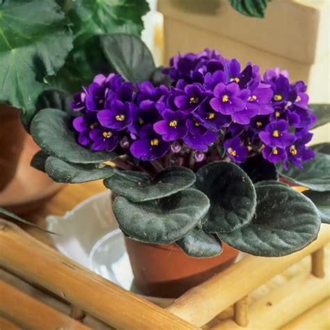 African Violets not flowering anymore ( in the Houseplants forum