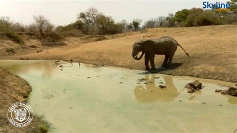 african waterhole live webcams