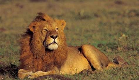 parki narodowe: Serengeti. Flora i fauna Afryki