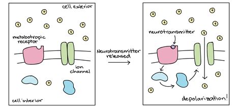 After Binding To A Neuroreceptor Neurotransmitters Undergo