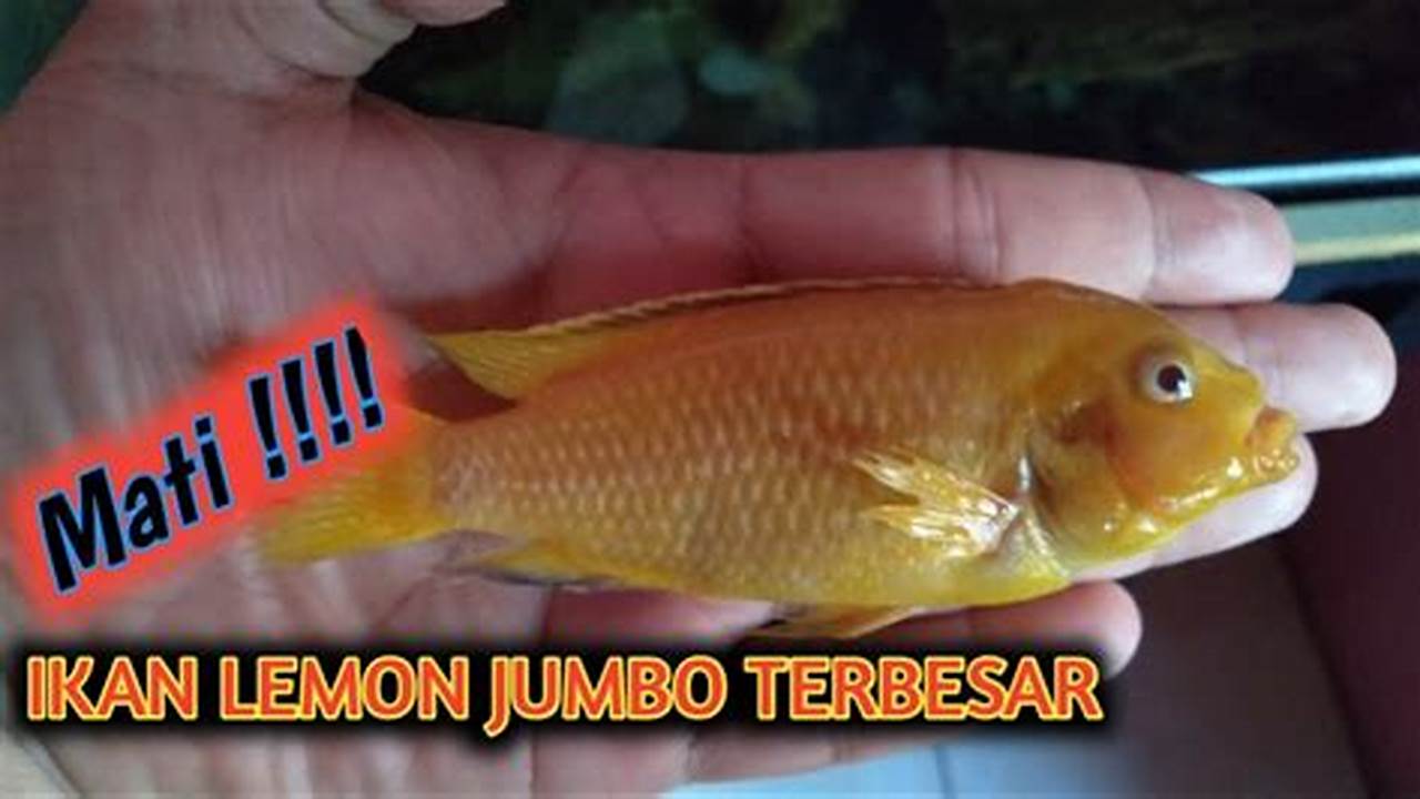 Tips Rahasia untuk Menjaga Ikan Lemon Tetap Hidup dan Sehat di Akuarium Anda