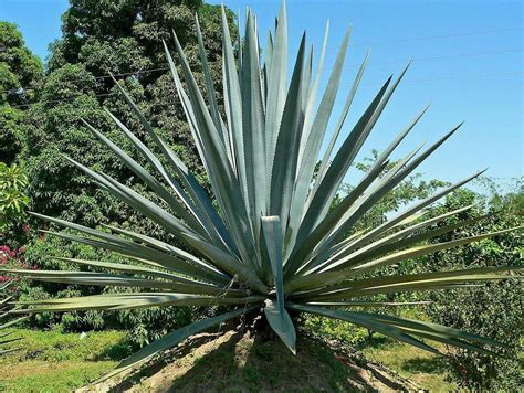 agave plant for sale