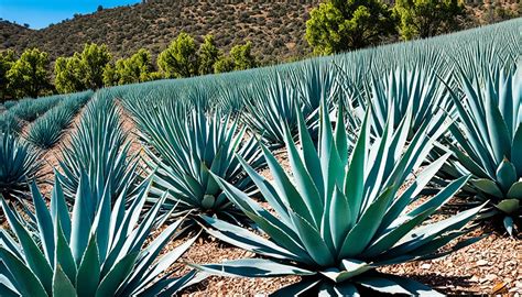 agave plants tequila