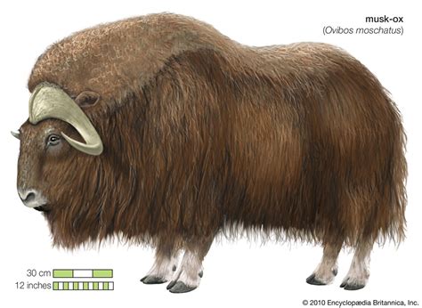 Understanding The Official Start Date Of The Age Of Ox