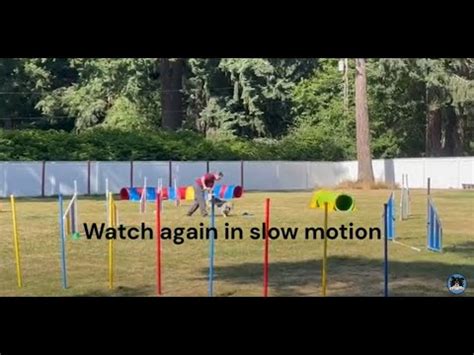 Agility Handler Cues