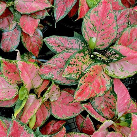 Aglaonema Lady Plant in a well-lit room