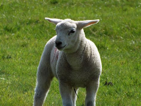 Morceaux d'agneau cru