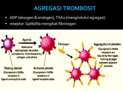agregasi trombosit