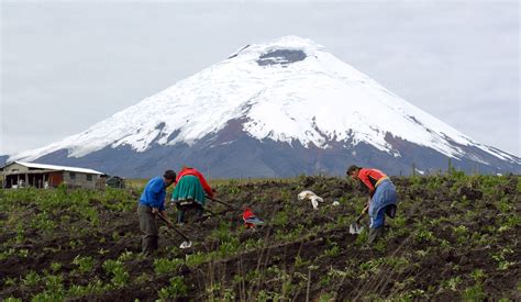 agricultura en el ecuador 2023