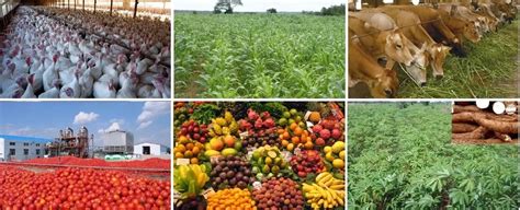 agricultural production in nigeria