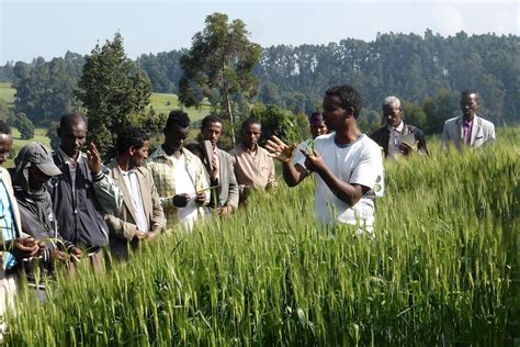 agriculture in ethiopian economy