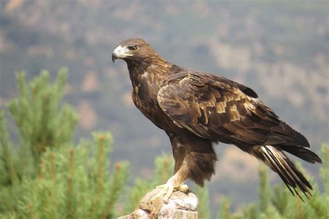 aguila real de america