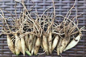 Ail culture, plantation, conseils d