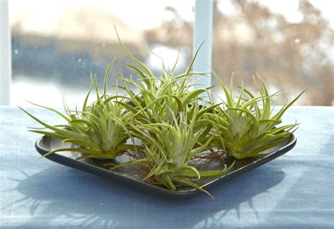Air plants are the easytocare for plants that thrive without soil