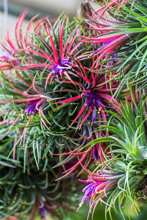 5 Effective Ways to Increase the Lifespan of an Air Plant The