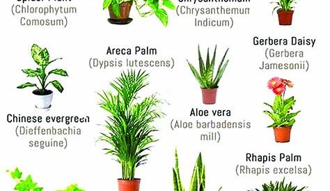 Air Purifying Indoor Plants Names And Pictures 6 House That Clean Your PositiveMed