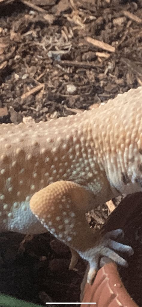 Air Bubbles On Leopard Gecko
