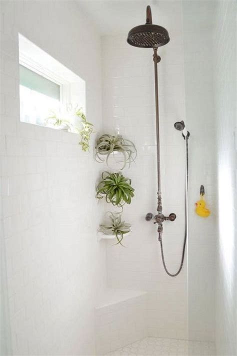 Air Plants Shower