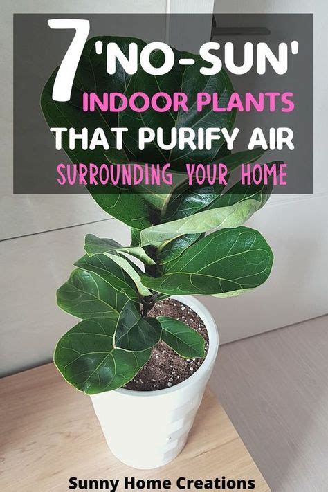 Air Purification Ideas