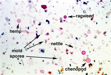 Air Sampling For Mold Spores
