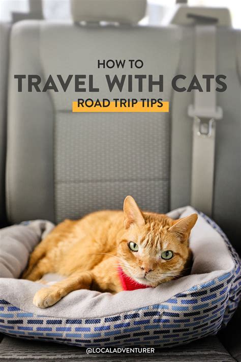 air travel with cats tips