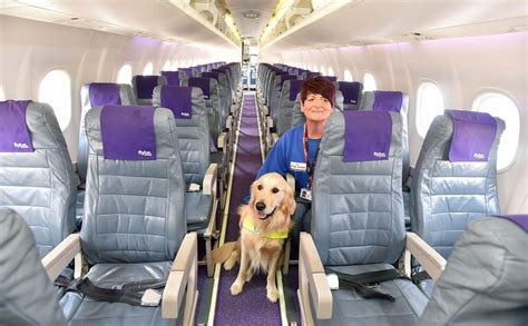 Airlines That Allow Large Dogs