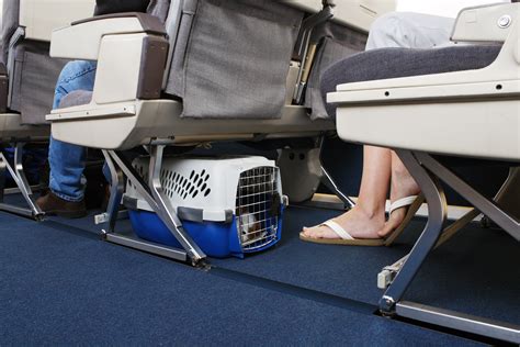 Airlines That Allow Small Pets