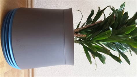 AIRY Bogenhanf Zimmerpflanze, Sansevieria trifasciata 17 cm Topf